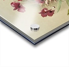 Dendrobium phalænopsis var statterianum from Reichenbachia Orchids 1888-1894 illustrated by Frederick Sander 1847-1920.  Acrylic print