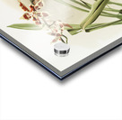 Odontoglossum coradinei from Reichenbachia Orchids 1888-1894 illustrated by Frederick Sander 1847-1920.  Acrylic print