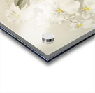 Odontoglossum vexillarium from Reichenbachia Orchids 1888-1894 illustrated by Frederick Sander 1847-1920.  Acrylic print