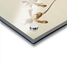 Cypripedium hybridum laucheanum cypripedium hybridum eyermanianum from Reichenbachia Orchids 1888-1894 illustrated by Frederick Sander 1847-1920.  Acrylic print