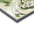 Cypripedium hybridum laucheanum cypripedium hybridum eyermanianum from Reichenbachia Orchids 1888-1894 illustrated by Frederick Sander 1847-1920.  Acrylic print