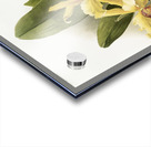 Cypripedium hybridum laucheanum cypripedium hybridum eyermanianum from Reichenbachia Orchids 1888-1894 illustrated by Frederick Sander 1847-1920.  Acrylic print