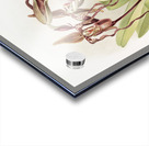 Cypripedium sanderianum from Reichenbachia Orchids 1888-1894 by Frederick Sander 1847-1920. Acrylic print