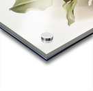 Trischopilia suavis alba from Reichenbachia Orchids 1888-1894 illustrated by Frederick Sander 1847-1920.  Acrylic print