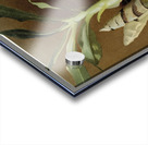 Catasetum bungerothii from Reichenbachia Orchids 1888-1894 illustrated by Frederick Sander 1847-1920.  Acrylic print