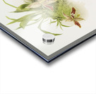 Paphinia rugosa Zygopetalum xanthinum from Reichenbachia Orchids 1888-1894 illustrated by Frederick Sander 1847-1920.  Acrylic print