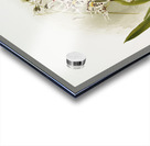 Odontoglossum nævium from Reichenbachia Orchids 1888-1894 illustrated by Frederick Sander 1847-1920.  Acrylic print