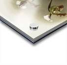 Cypripedium lathamianum inversum from Reichenbachia Orchids 1888-1894 illustrated by Frederick Sander 1847-1920.  Acrylic print