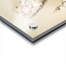 Dendrobium wardianum from Reichenbachia Orchids 1888-1894 illustrated by Frederick Sander 1847-1920.  Acrylic print