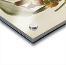 Cattleya granulosa var schofieldiana from Reichenbachia Orchids 1888-1894 illustrated by Frederick Sander 1847-1920.  Acrylic print