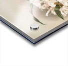 Coelogyne cristata maxima from Reichenbachia Orchids 1888-1894 illustrated by Frederick Sander 1847-1920.  Acrylic print