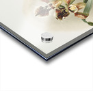 Coelogyne cristata maxima from Reichenbachia Orchids 1888-1894 illustrated by Frederick Sander 1847-1920.  Acrylic print