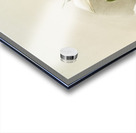 Lycaste skinnerii armeniaca from Reichenbachia Orchids 1888-1894 illustrated by Frederick Sander 1847-1920.  Acrylic print