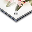 Cattleya Percivaliana from Reichenbachia Orchids 1888-1894 by Frederick Sander 1847-1920.  Acrylic print