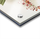 Odontoglossum hybridum leroyanum from Reichenbachia Orchids 1888-1894 illustrated by Frederick Sander 1847-1920.  Acrylic print