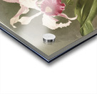 Cattleya hybrida arnoldiana from Reichenbachia Orchids 1888-1894 illustrated by Frederick Sander 1847-1920.  Acrylic print