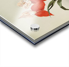 Disa grandiflora from Reichenbachia Orchids 1888-1894 illustrated by Frederick Sander 1847-1920.  Acrylic print