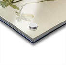 Cypripedium lawrenceanum hyeanum from Reichenbachia Orchids 1888-1894 illustrated by Frederick Sander 1847-1920.  Acrylic print