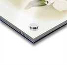 Cattleya schroederoe alba from Reichenbachia Orchids 1888-1894 illustrated by Frederick Sander 1847-1920.  Acrylic print