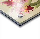 Cattleya hybrida hardyana from Reichenbachia Orchids 1888-1894 illustrated by Frederick Sander 1847-1920.  Acrylic print