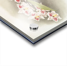 Odontoglossum crispum Kinlesideanum from Reichenbachia Orchids 1888-1894 illustrated by Frederick Sander 1847-1920.  Acrylic print