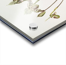 Cypripedium argus from Reichenbachia Orchids 1888-1894 illustrated by Frederick Sander 1847-1920.  Acrylic print