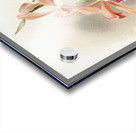 Lælia grandis from Reichenbachia Orchids 1888-1894 illustrated by Frederick Sander 1847-1920.  Acrylic print