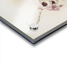 Dendrobium hybridum venus Dendrobium hybridum cassiope from Reichenbachia Orchids 1888-1894 illustrated by Frederick Sander 1847-1920.  Acrylic print