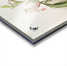 Selenipedium hybridum weidlichianum from Reichenbachia Orchids 1888-1894 illustrated by Frederick Sander 1847-1920.  Acrylic print