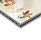 Odontoglossum luteo-purpureum from Reichenbachia Orchids 1888-1894 illustrated by Frederick Sander 1847-1920.  Acrylic print