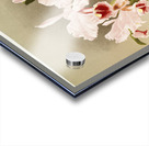 Cattleya labiata var luedemanniana from Reichenbachia Orchids 1888-1894 illustrated by Frederick Sander 1847-1920.  Acrylic print