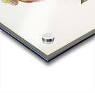 Cypripedium selligerum majus from Reichenbachia Orchids 1888-1894 illustrated by Frederick Sander 1847-1920.  Acrylic print