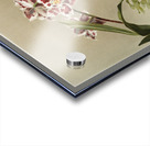 Odontoglossum crispum mundyanum from Reichenbachia Orchids 1888-1894 illustrated by Frederick Sander 1847-1920.  Acrylic print