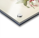 Odontoglossum rossii from Reichenbachia Orchids 1888-1894 by Frederick Sander 1847-1920.  Acrylic print