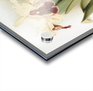 Cattleya dowiana aurea from Reichenbachia Orchids 1888-1894 by Frederick Sander 1847-1920.  Acrylic print