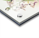 Lissochilus giganteus from Reichenbachia Orchids 1888-1894 illustrated by Frederick Sander 1847-1920.  Acrylic print