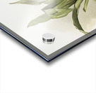 Zygopetalum klabochorum from Reichenbachia Orchids 1888-1894 illustrated by Frederick Sander 1847-1920.  Acrylic print