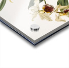 Cattleya rex from Reichenbachia Orchids 1888-1894 illustrated by Frederick Sander 1847-1920.  Acrylic print