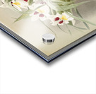 Odontoglossum roezlii from Reichenbachia Orchids 1888-1894 illustrated by Frederick Sander 1847-1920.  Acrylic print