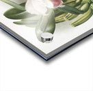 Cypripedium lemoinierianum from Reichenbachia Orchids 1888-1894 illustrated by Frederick Sander 1847-1920.  Acrylic print