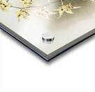 Odontoglossum hebraicum aspersum from Reichenbachia Orchids 1888-1894 illustrated by Frederick Sander 1847-1920.  Acrylic print