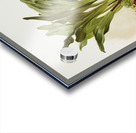 Masdevallia chimæra var mooreana from Reichenbachia Orchids 1888-1894 illustrated by Frederick Sander 1847-1920.  Acrylic print