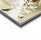 Cymbidium mastersi from Reichenbachia Orchids 1888-1894 illustrated by Frederick Sander 1847-1920.  Acrylic print