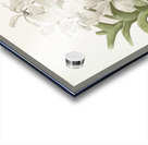 Vanda ccerulea from Reichenbachia Orchids 1888-1894 illustrated by Frederick Sander 1847-1920.  Acrylic print