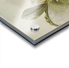 Swains Coelogyne Coelogyne swaniana from Reichenbachia Orchids 1888-1894 illustrated by Frederick Sander 1847-1920.  Acrylic print