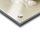 Dendrobium formosum from Reichenbachia Orchids 1888-1894 illustrated by Frederick Sander 1847-1920.  Acrylic print