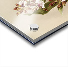 Zygopetalum crinitum from Reichenbachia Orchids 1888-1894 illustrated by Frederick Sander 1847-1920.  Impression Acrylique