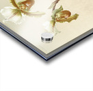 Cypripedium leeanum var giganteum from Reichenbachia Orchids 1888-1894 illustrated by Frederick Sander 1847-1920.  Acrylic print