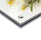 Dendrobium brymerianum from Reichenbachia Orchids 1888-1894 illustrated by Frederick Sander 1847-1920.  Acrylic print