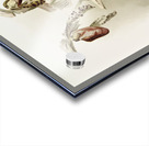 Dendrobium brymerianum from Reichenbachia Orchids 1888-1894 illustrated by Frederick Sander 1847-1920.  Acrylic print